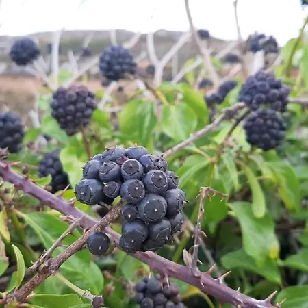 Driftwood Country * Skibbereen