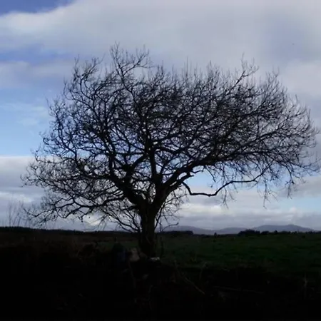 Driftwood Country * Skibbereen