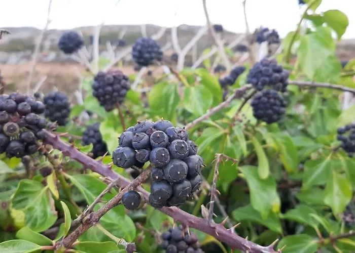 Driftwood Country * Skibbereen