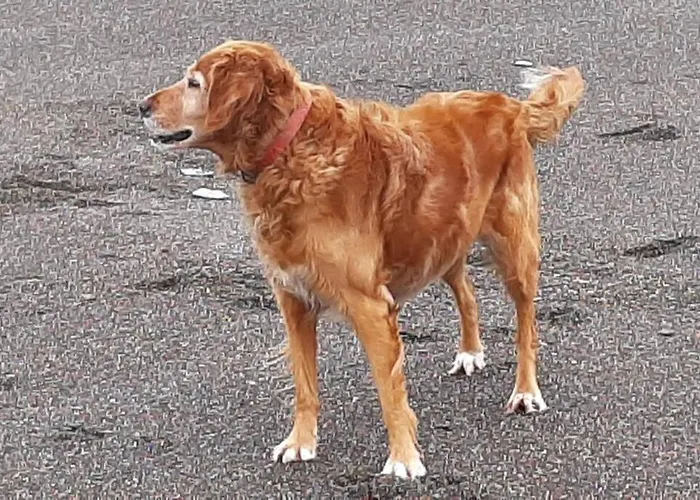 Driftwood Country Apartment *