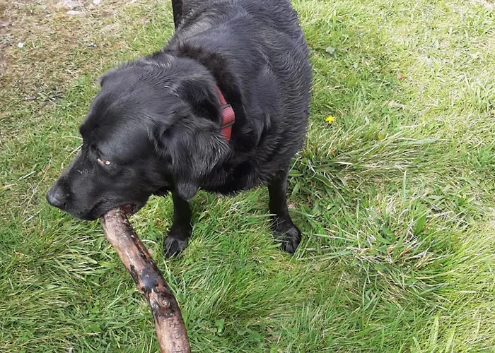 Driftwood Country Skibbereen